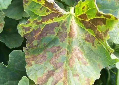 甜瓜种植中常见病害