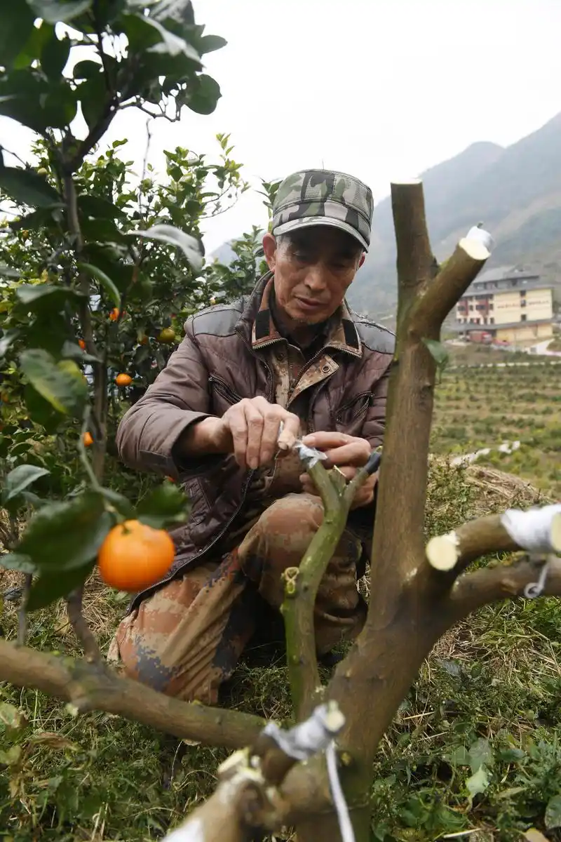 (经济)嫁接果树