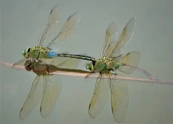 虫工镜头下的昆虫世界之蜻蜓与豆娘 2020.10.5.修改