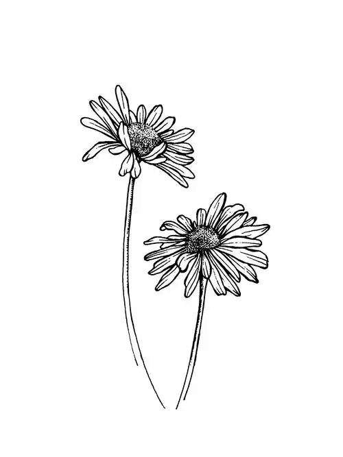 手把手教你如何用线条画出可爱的雏菊