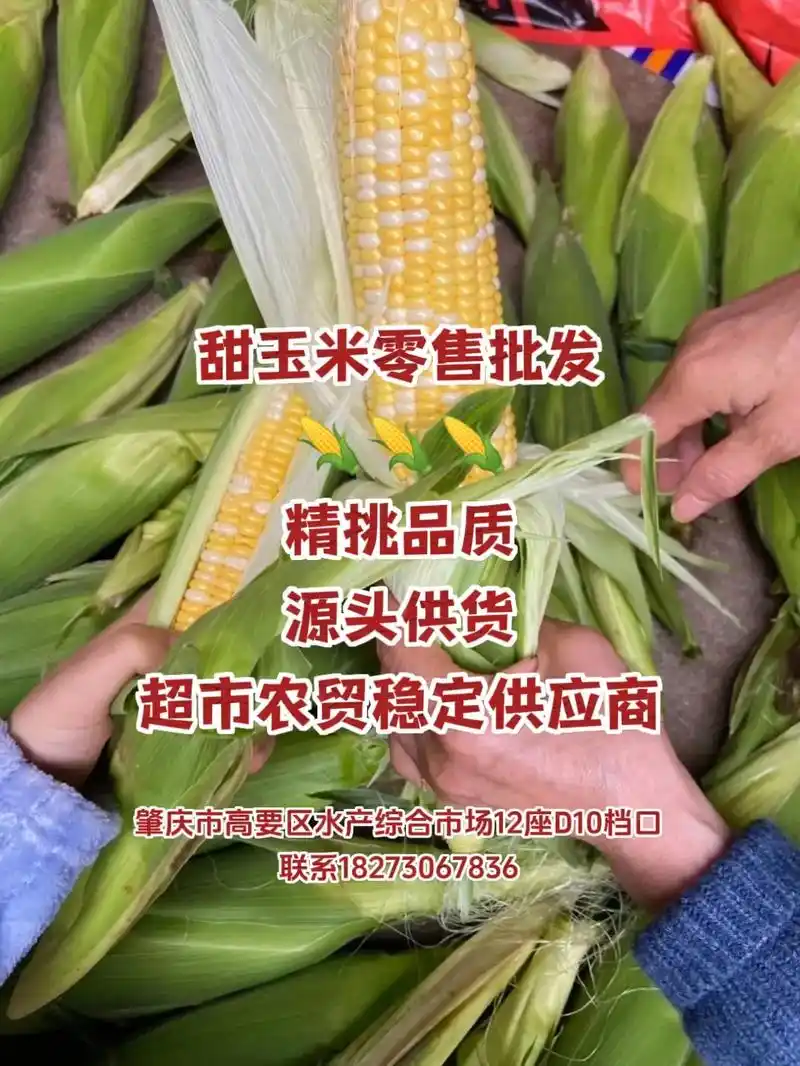 优质水果玉米大量批发,支持一件代发,产 - 抖音