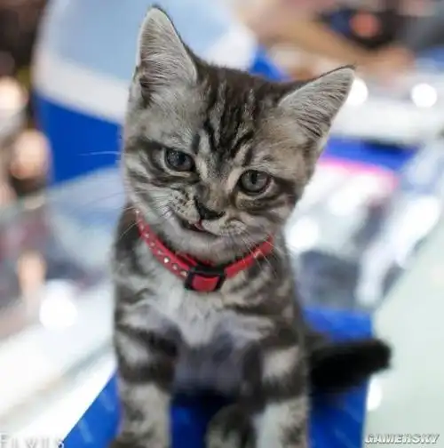 猫咪邪魅一笑走红网络似乎在嘲笑人类