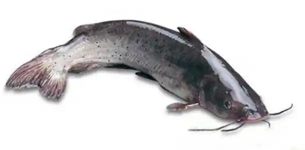 【威县信誉楼生鲜部】重阳敬老,品质夕阳情