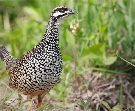 户外拍摄 #户外摄影 中华鹧鸪 - 抖音