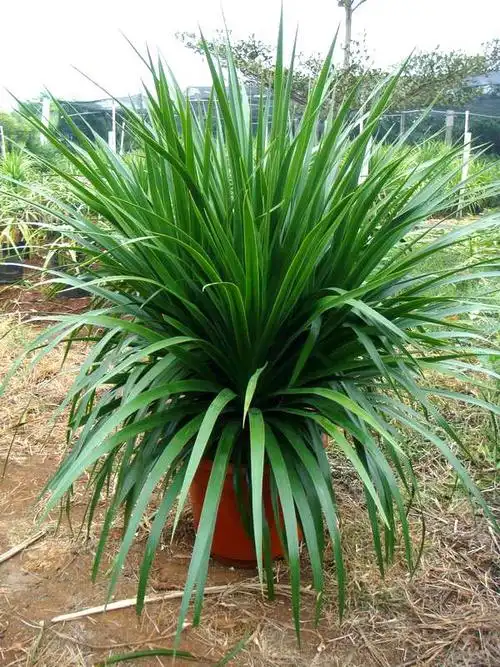 龙血树词条图册_百度百科