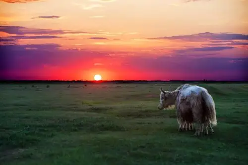 打开美篇看见你‖ 草原夜色美