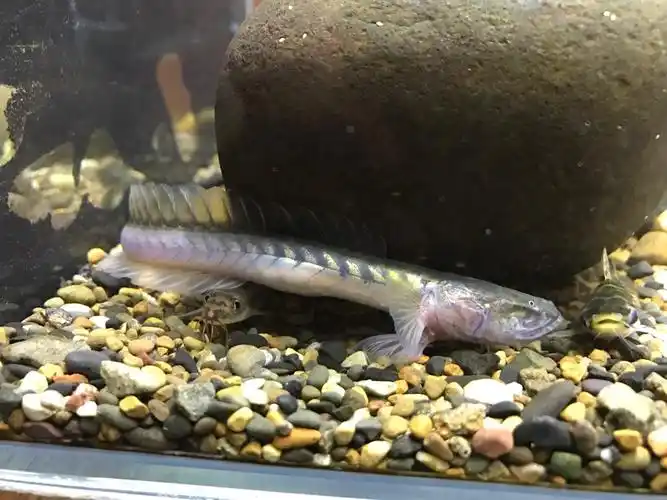 南美鳍龙世界最大的鰕虎