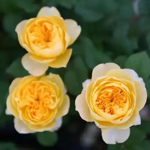 圣女贞德月季介绍