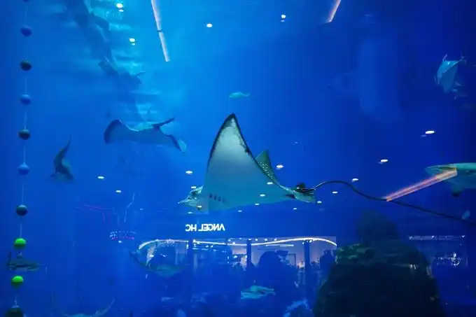 成都浩海立方海洋馆有全球最大的海洋观景窗是亲子游的好去处