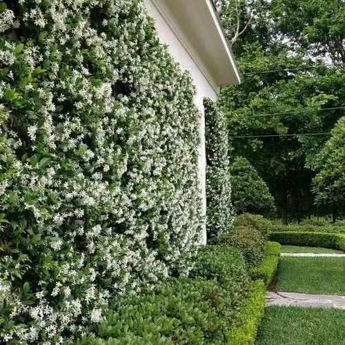 一种颜值高的藤本植物,爬墙能力强名叫风车茉莉,不养可惜了