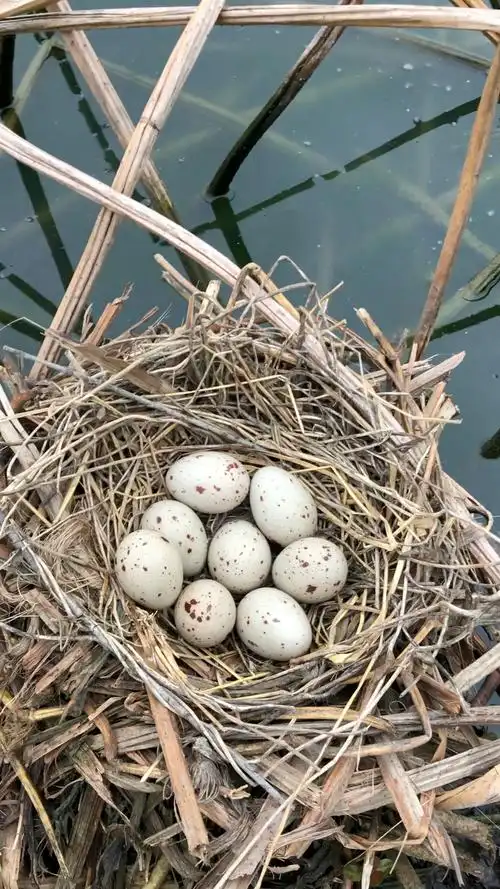 黑水鸡新窝第八颗蛋!持续更新