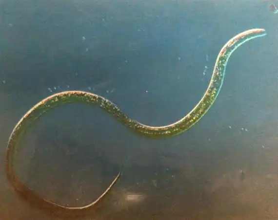 白线虫,是一种软体寄生虫,似人体内蛔虫,两头尖[ 两头尖,中药名.