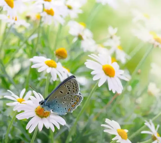 大自然,蝴蝶,动物,阳光下的翩翩蝴蝶壁纸