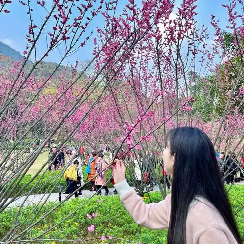 红梅花开重庆主城可以免费赏梅花啦60