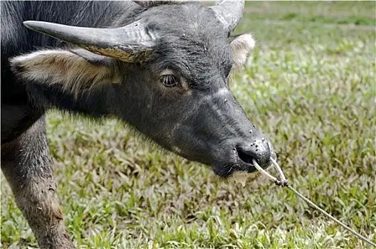 水牛图片_水牛图片大全_水牛图片素材