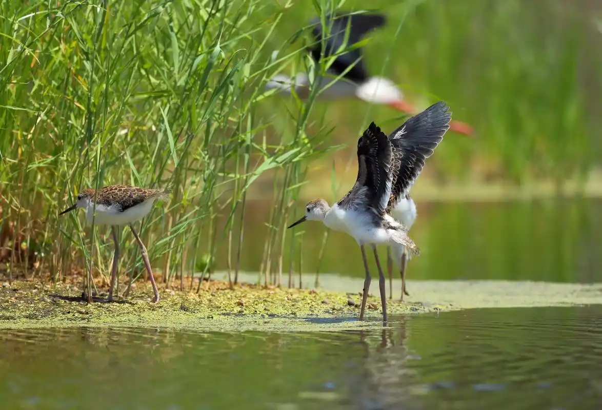 黑翅长脚鹬的幼鸟黑翅长脚鹬(学名:himantopus h - 抖音