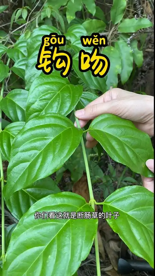大茶药的叶子高清版来了