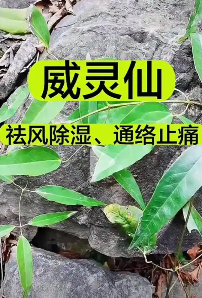 慎用,这妇人用鲜威灵仙敷脚,结果把皮肤敷出溃烂. - 抖音
