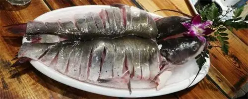 梭边鱼是什么鱼?