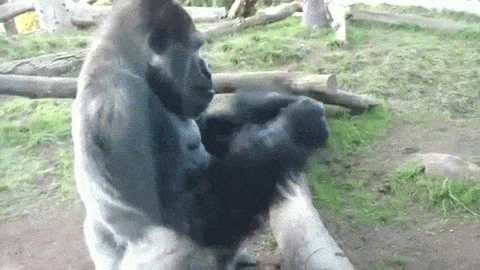 猩猩gif野外gif自然gif野生gif动物gif