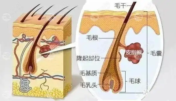 头发毛囊的结构示意图
