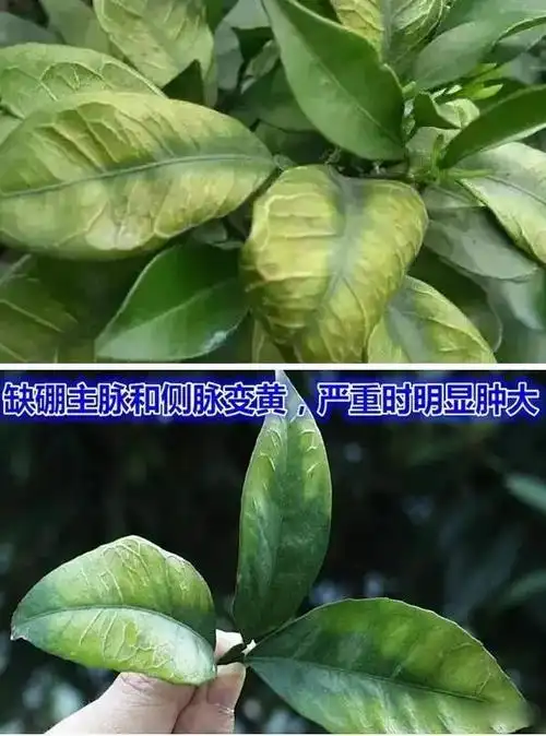 柑橘缺素警报拉响,掌握矫治方法至关重要!