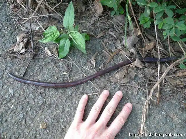 身长可达数米的澳洲巨型蚯蚓