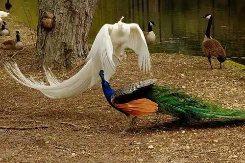 白孔雀与花孔雀打架了