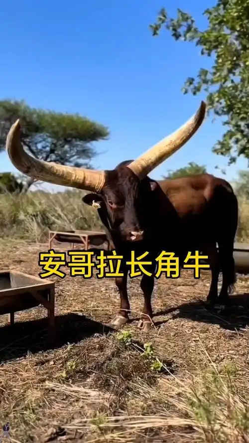 论牛角的霸气程度,安哥拉长角牛认第二,没有牛敢认第一