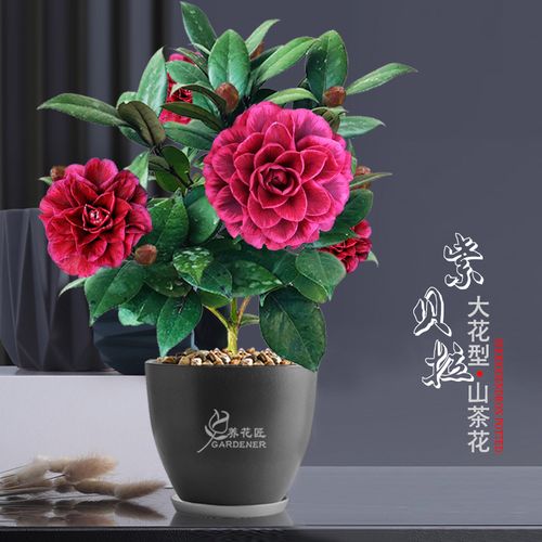 红叶贝拉紫黑贝拉纯色茶花盆栽树苗室内花卉好养绿植庭院青贝拉苗