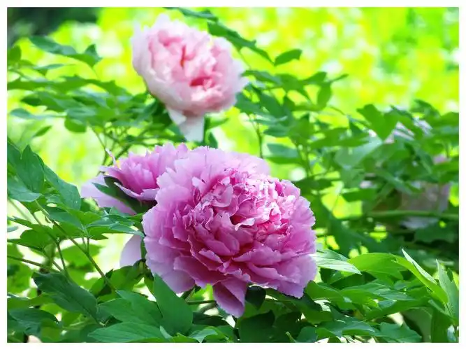 花都花似锦 牡丹冠群芳