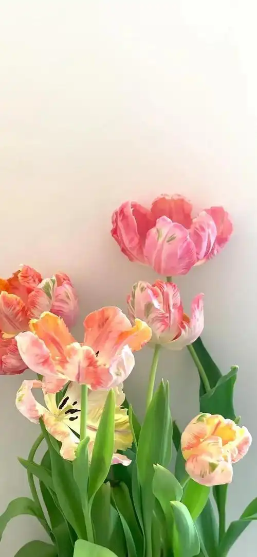 壁纸|今日份精选高质量锁屏壁纸