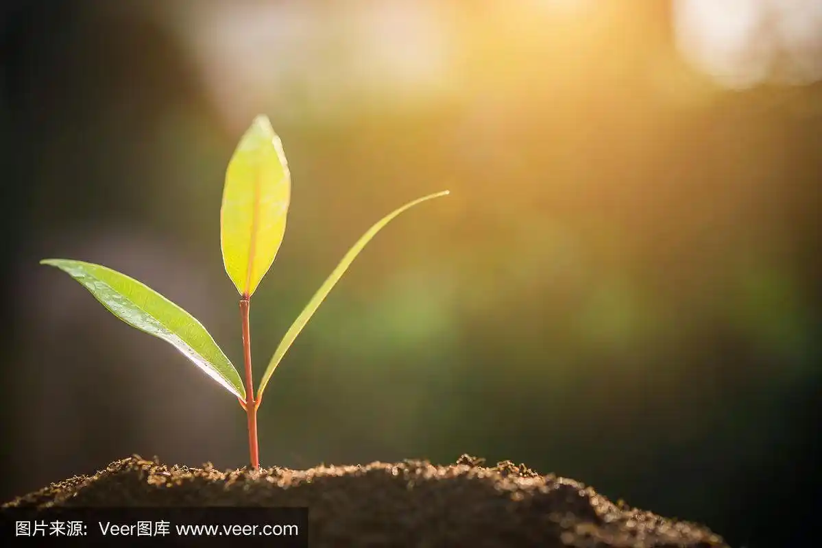 树苗在阳光的照射下生长