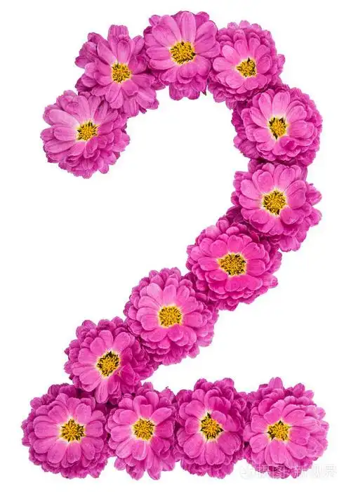 阿拉伯数字2二从菊花的花孤立o