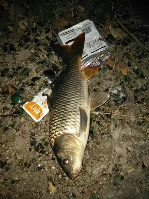 找夜钓 钓友.主攻鲤鱼 化氏饵料钓鲤鱼