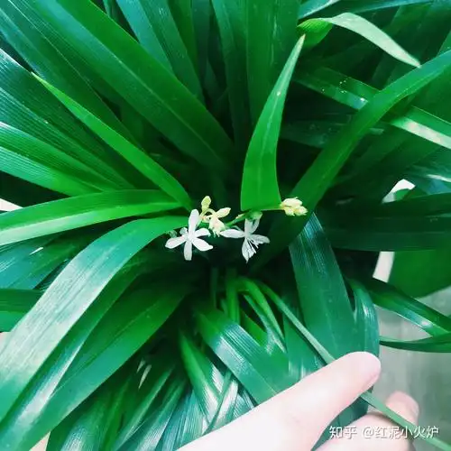 2018年10月10日 养的青叶吊兰毫无预兆的开了花