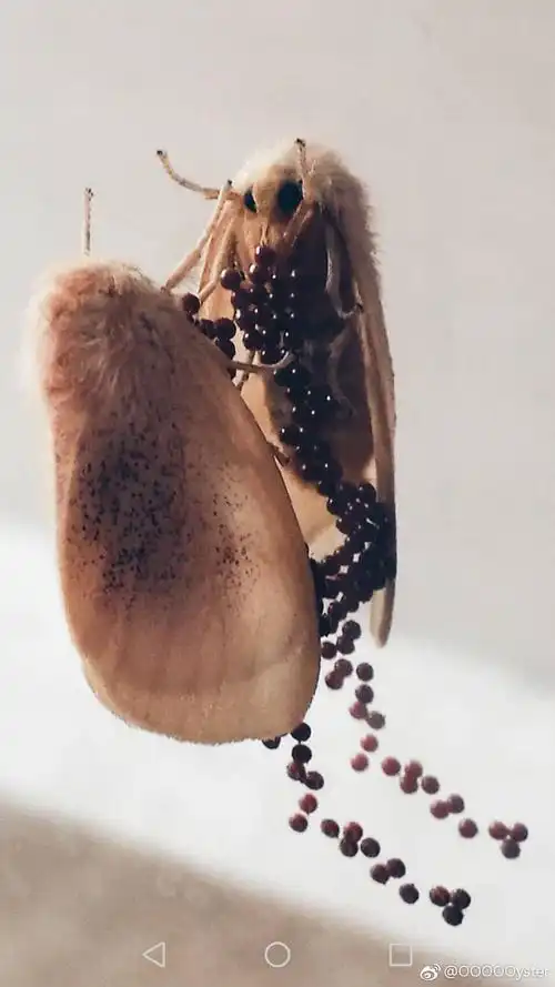 学校洗手间蛾子产卵