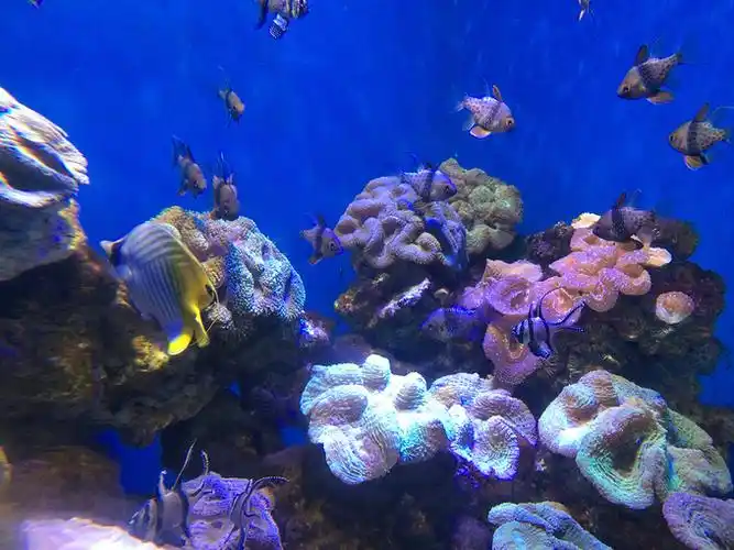 烟台海昌鲸鲨海洋公园图片