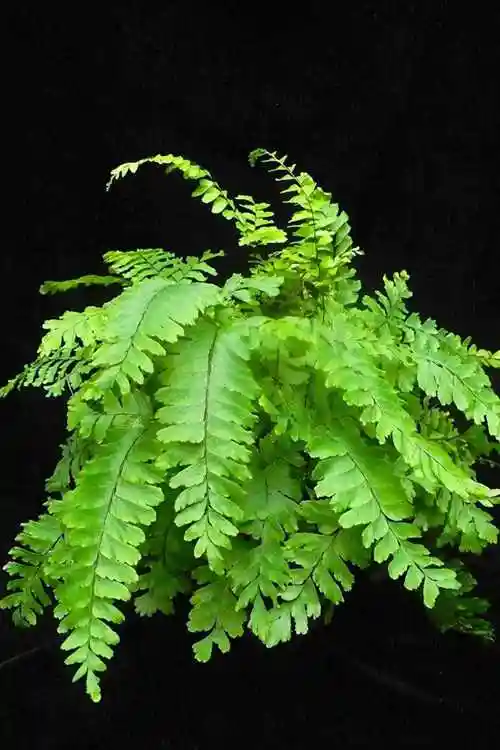 濒危植物5种濒危植物