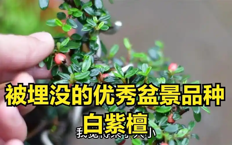 一直被埋没的优秀盆景品种:白紫檀