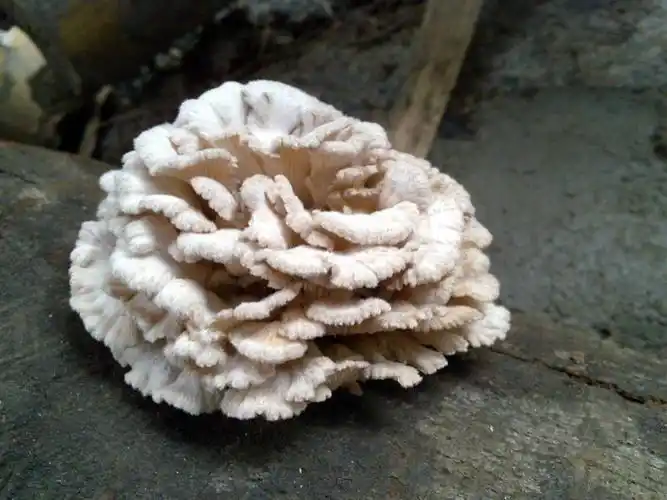 一小朵白参菌珍惜云南野生菌之介绍