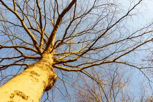 冬季公园里路边的干枯的树枝