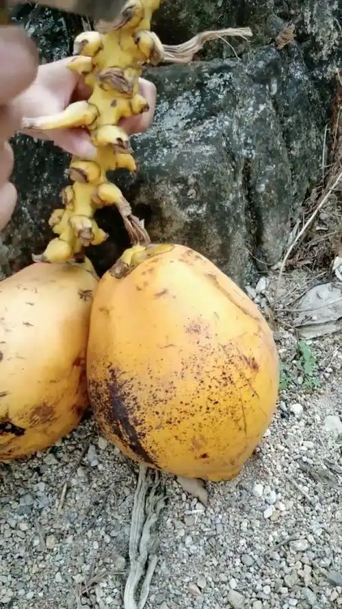 海南红椰子05,外壳是黄色的哦