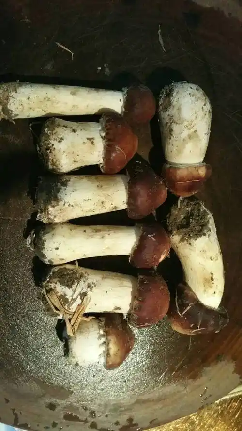 但是我们知道松茸不