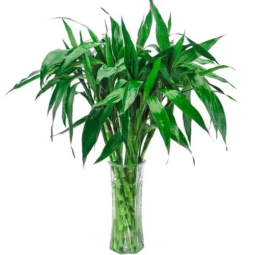 富贵竹水培植物大叶转运竹节节高盆栽绿植花卉室内花客厅水养绿萝