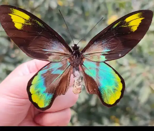 维多利亚鸟翼凤蝶奇怪的蓝色与黑色