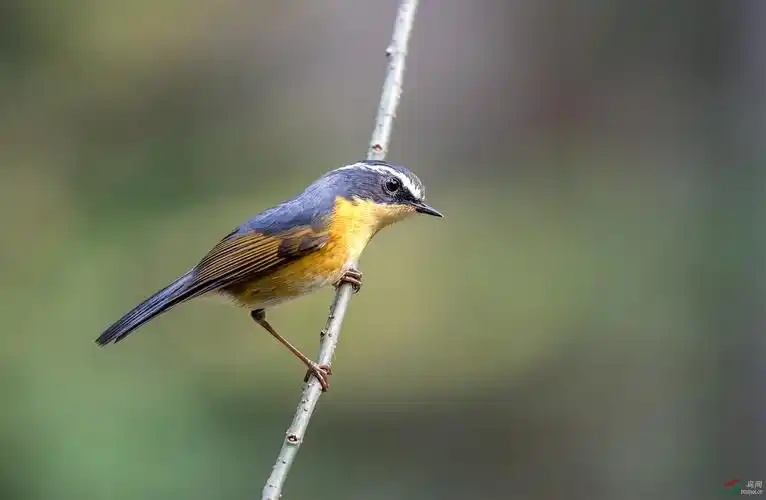 白眉林鸲(学名: tarsiger indicus)为鹟科鸲属的鸟类,俗名白眉树丛欧