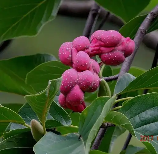 麦积山上拍的玉兰果.