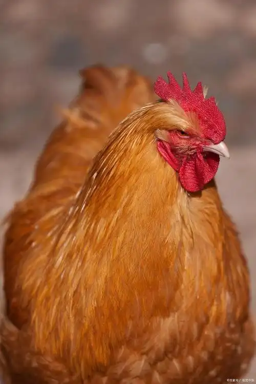 鸡有着羽毛覆盖的身体,通常是白色或棕色,但也有许多其他颜色的品种.