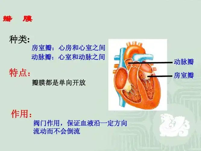15.1人体内物质的运输 课件(苏科版八年级上) (5)ppt_word文档在线阅